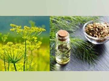 Fennel oil