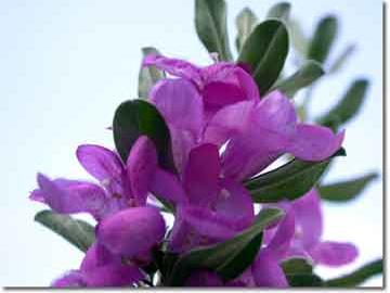 salvia officinalis