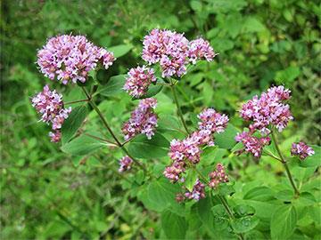 origanum majorana-