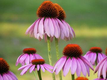 echinacea