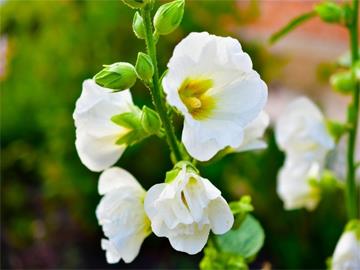 althaea_officinalis