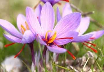 crocus sativus (saffron crocus)