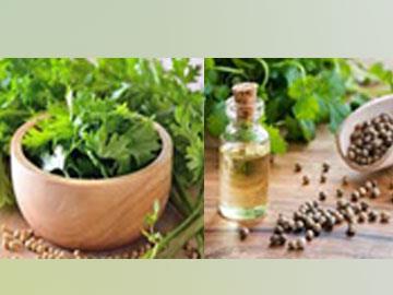 Coriander oil