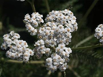 achillea millefolium