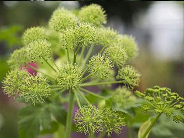 angelica archangelica