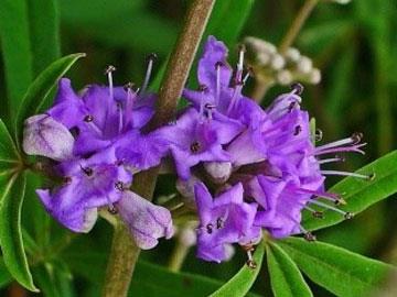 vitex agnus-castus