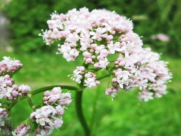 Valeriana officinalis