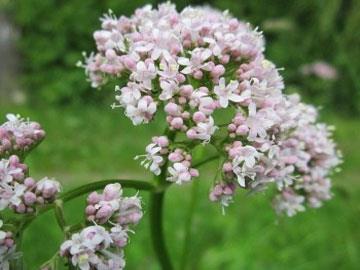 Valeriana officinalis