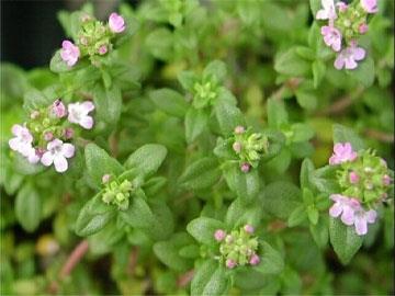 Thymus vulgaris