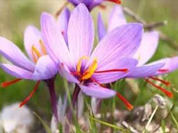 crocus sativus (saffron crocus)